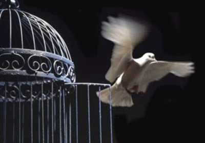 Paloma en LIBERTAD